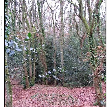 Ringwood, Hampshire, UK Nestled at the edge (now) of the New Forest, Ringwood is my home town in the UK